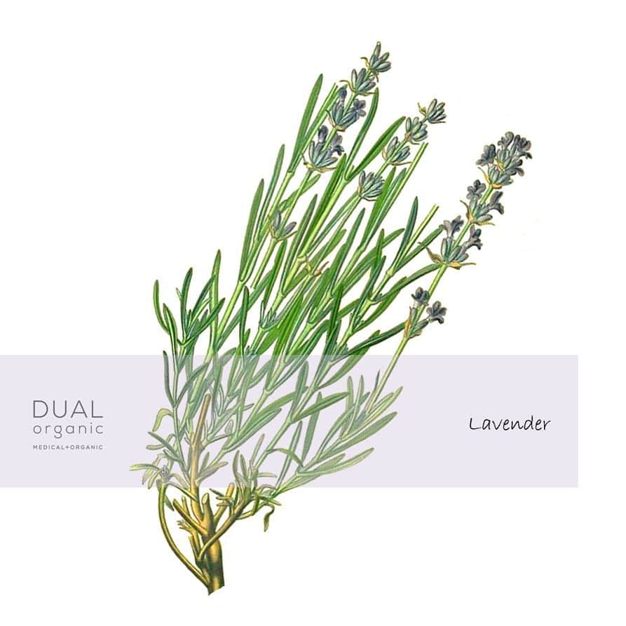 Dualorganicさんのインスタグラム写真 - (DualorganicInstagram)「dualorganicに配合されている植物のご紹介🌿 1つ目はラベンダー。 ハーブの中でも特にリラックス効果が高く、寝る前などに香りを使う方も多いですよね。 スキンケアの際には香りをたくさん吸うようにお手入れしていただくと、穏やかですっきりした気分になれます。 ・  シソ科の植物で、青柴色のきれいな花を咲かせるハーブ。語源はラテン語のラワーレ「洗う」に由来しており、古代ギリシアの時代から心を鎮め、心身の浄化に使われてきました。 ・ ・ ・ #デュアルオーガニック #オーガニック医薬部外品 #オーガニック #オーガニックコスメ #医薬部外品 #薬用 #スキンケア #アクネスキンケア#ラベンダー #タイム #セージ #ハーブ #精油 #大人ニキビ #コンプレックス #美肌 #美活 #香り #笑顔 #スマイル #心 #体 #リベルタ #dualorganic #organic #medical #skincare #organiccosme #lavender」5月11日 12時05分 - dualorganic