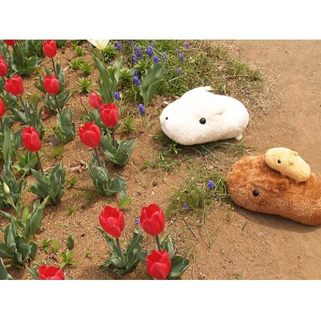 カピバラさんのインスタグラム：「春ですね… . #カピバラさん #カピバラさんと一緒 #KAPIBARASAN  #水豚君 #チューリップ」