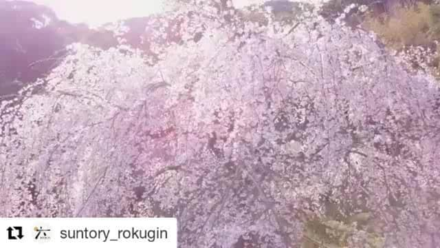 花柳凜のインスタグラム