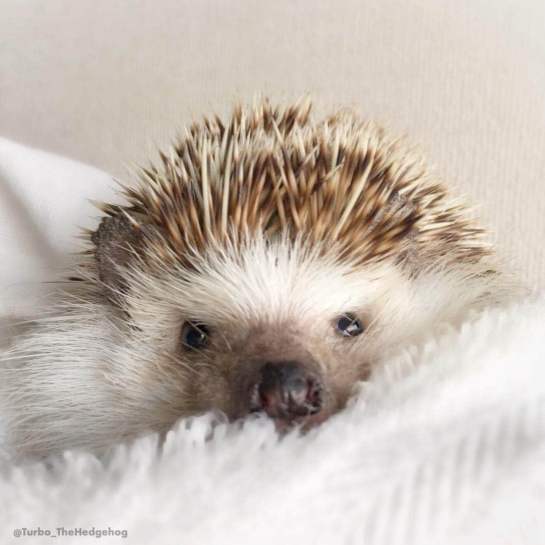 ターボさんのインスタグラム写真 - (ターボInstagram)「May 11 2018 “Hello everyone!! How are you guys? Just letting you guys know that I’m good :)” #turbo_thehedgehog」5月11日 19時12分 - turbo_thehedgehog