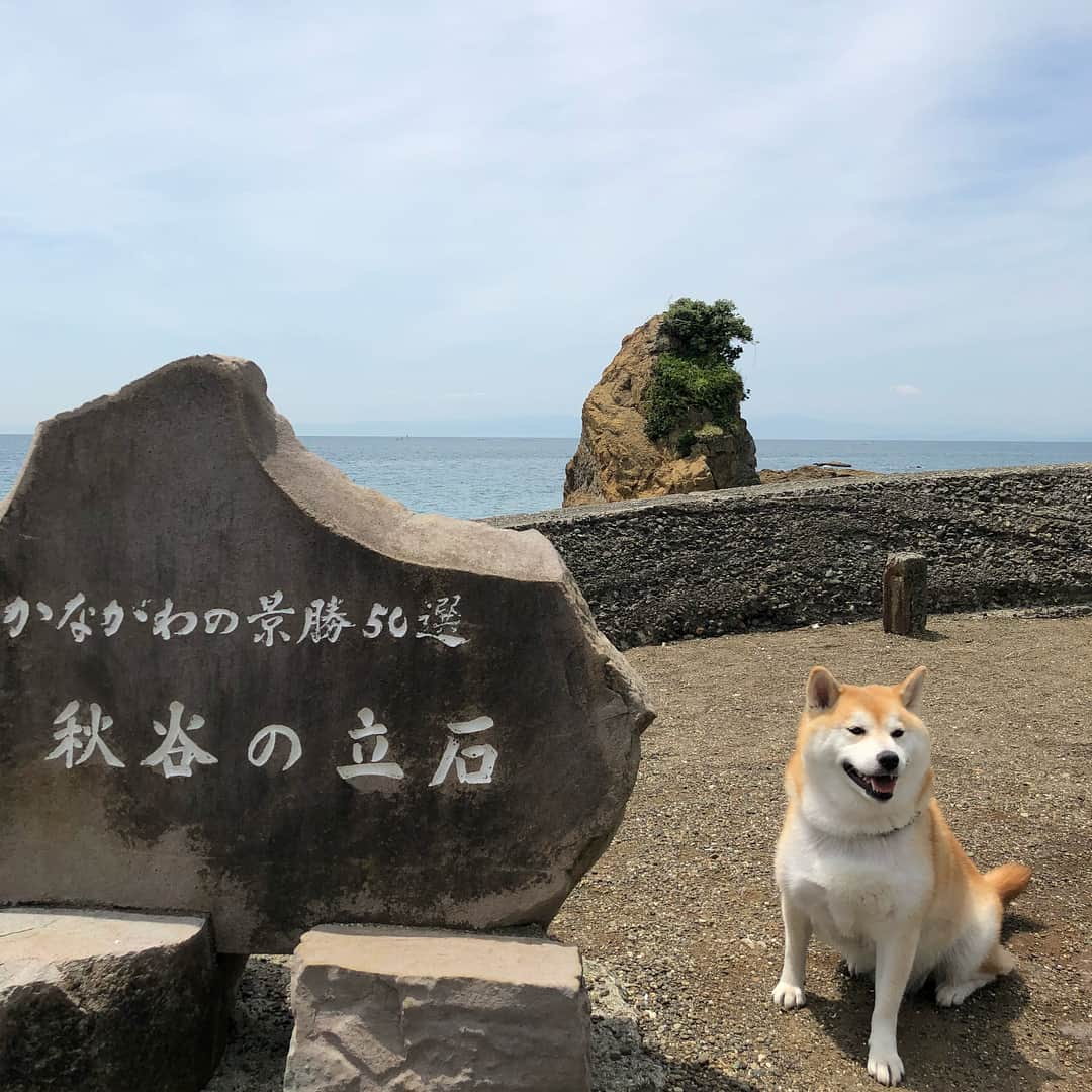 Kazumi-Gakumamaさんのインスタグラム写真 - (Kazumi-GakumamaInstagram)「ワン歩友達と恒例の葉山散策➰🌊🐕🐾🚗💨 *  皇室の別荘として有名な御用邸がある葉山に、元住民のゆずくりママさん、そしてハルちゃんママと遊びに行きました〜〜😉 *  ジャックラッセルのくりちゃんのご実家のラブちゃんママさんと西海岸通りのカフェエカーネさん☕️で合流し美味しいランチ🍽を頂きました~😋 *  雷雨⚡️の昨日と打って変わって、暑くもなく寒くもない、とっても過ごし易い一日を大好きなお友達と大好きな場所で過ごせて、岳🐕も私👩も大満足でした➰💖 *  さぁ〰️て、来週はいよいよ那須にお泊りだョ〜〜😆 * * * * *  9枚目、赤い帽子を被った写真は、カフェエカーネさんの愛犬、ボーダーコリーのHimeちゃんが10歳のバースデーパーティー🎉で被った還暦用の帽子です✨ *  ワンコの10歳は人間に換算すると60歳の還暦だそうで、岳もご長寿にあやかろうと手作りの還暦帽子をお借りして記念撮影しました📸 🐾----*----*----*----🐾 Today, I spent the day with my lovely fellows at my favorite Hayama🌊🐕🐾 Gaku was pleased with eating something delicious🍔🍽😋 🐾----*----*----*----🐾 #柴犬 #岳 #柴犬岳 #柴犬ガク#gaku #shibainugaku #shiba #shibainu #shibastagram #いぬすたぐらむ #pecoいぬ部 #pecoねこ部 #pecotv  #私の人生を変えた岳 #ハルちゃん #春天 #くりちゃん #柴犬ゆずちゃん #ライアちゃん #散歩友達 #秋谷の立石 #葉山 #柴犬型のクラッカー #カフェエカーネ #20180511」5月12日 0時00分 - shibainu.gaku