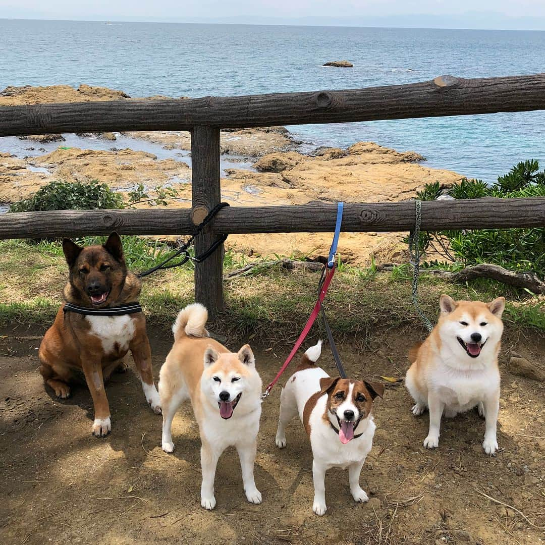 Kazumi-Gakumamaさんのインスタグラム写真 - (Kazumi-GakumamaInstagram)「ワン歩友達と恒例の葉山散策➰🌊🐕🐾🚗💨 *  皇室の別荘として有名な御用邸がある葉山に、元住民のゆずくりママさん、そしてハルちゃんママと遊びに行きました〜〜😉 *  ジャックラッセルのくりちゃんのご実家のラブちゃんママさんと西海岸通りのカフェエカーネさん☕️で合流し美味しいランチ🍽を頂きました~😋 *  雷雨⚡️の昨日と打って変わって、暑くもなく寒くもない、とっても過ごし易い一日を大好きなお友達と大好きな場所で過ごせて、岳🐕も私👩も大満足でした➰💖 *  さぁ〰️て、来週はいよいよ那須にお泊りだョ〜〜😆 * * * * *  9枚目、赤い帽子を被った写真は、カフェエカーネさんの愛犬、ボーダーコリーのHimeちゃんが10歳のバースデーパーティー🎉で被った還暦用の帽子です✨ *  ワンコの10歳は人間に換算すると60歳の還暦だそうで、岳もご長寿にあやかろうと手作りの還暦帽子をお借りして記念撮影しました📸 🐾----*----*----*----🐾 Today, I spent the day with my lovely fellows at my favorite Hayama🌊🐕🐾 Gaku was pleased with eating something delicious🍔🍽😋 🐾----*----*----*----🐾 #柴犬 #岳 #柴犬岳 #柴犬ガク#gaku #shibainugaku #shiba #shibainu #shibastagram #いぬすたぐらむ #pecoいぬ部 #pecoねこ部 #pecotv  #私の人生を変えた岳 #ハルちゃん #春天 #くりちゃん #柴犬ゆずちゃん #ライアちゃん #散歩友達 #秋谷の立石 #葉山 #柴犬型のクラッカー #カフェエカーネ #20180511」5月12日 0時00分 - shibainu.gaku