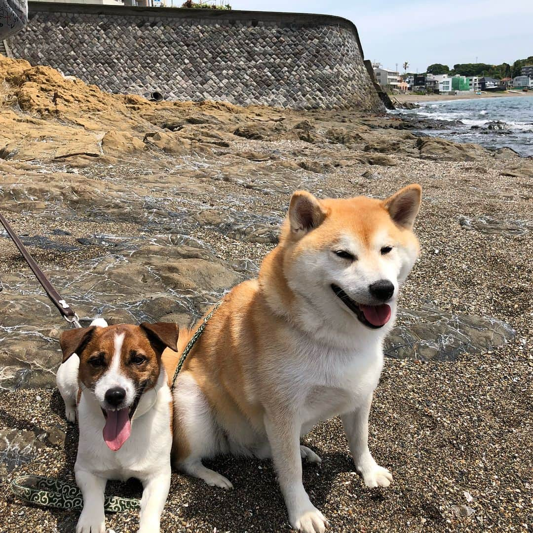 Kazumi-Gakumamaさんのインスタグラム写真 - (Kazumi-GakumamaInstagram)「ワン歩友達と恒例の葉山散策➰🌊🐕🐾🚗💨 *  皇室の別荘として有名な御用邸がある葉山に、元住民のゆずくりママさん、そしてハルちゃんママと遊びに行きました〜〜😉 *  ジャックラッセルのくりちゃんのご実家のラブちゃんママさんと西海岸通りのカフェエカーネさん☕️で合流し美味しいランチ🍽を頂きました~😋 *  雷雨⚡️の昨日と打って変わって、暑くもなく寒くもない、とっても過ごし易い一日を大好きなお友達と大好きな場所で過ごせて、岳🐕も私👩も大満足でした➰💖 *  さぁ〰️て、来週はいよいよ那須にお泊りだョ〜〜😆 * * * * *  9枚目、赤い帽子を被った写真は、カフェエカーネさんの愛犬、ボーダーコリーのHimeちゃんが10歳のバースデーパーティー🎉で被った還暦用の帽子です✨ *  ワンコの10歳は人間に換算すると60歳の還暦だそうで、岳もご長寿にあやかろうと手作りの還暦帽子をお借りして記念撮影しました📸 🐾----*----*----*----🐾 Today, I spent the day with my lovely fellows at my favorite Hayama🌊🐕🐾 Gaku was pleased with eating something delicious🍔🍽😋 🐾----*----*----*----🐾 #柴犬 #岳 #柴犬岳 #柴犬ガク#gaku #shibainugaku #shiba #shibainu #shibastagram #いぬすたぐらむ #pecoいぬ部 #pecoねこ部 #pecotv  #私の人生を変えた岳 #ハルちゃん #春天 #くりちゃん #柴犬ゆずちゃん #ライアちゃん #散歩友達 #秋谷の立石 #葉山 #柴犬型のクラッカー #カフェエカーネ #20180511」5月12日 0時00分 - shibainu.gaku