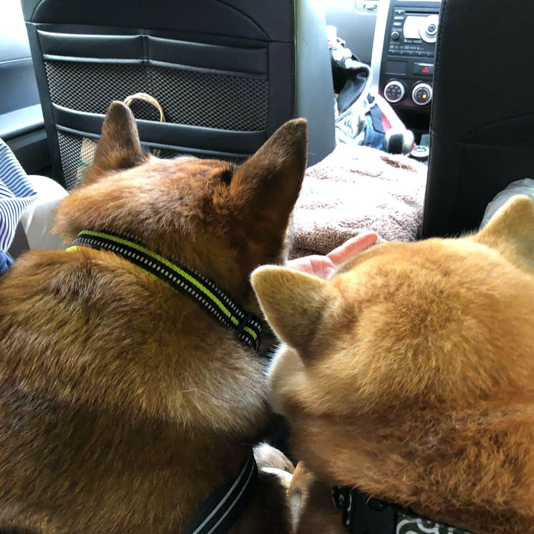 Kazumi-Gakumamaさんのインスタグラム写真 - (Kazumi-GakumamaInstagram)「ワン歩友達と恒例の葉山散策➰🌊🐕🐾🚗💨 *  皇室の別荘として有名な御用邸がある葉山に、元住民のゆずくりママさん、そしてハルちゃんママと遊びに行きました〜〜😉 *  ジャックラッセルのくりちゃんのご実家のラブちゃんママさんと西海岸通りのカフェエカーネさん☕️で合流し美味しいランチ🍽を頂きました~😋 *  雷雨⚡️の昨日と打って変わって、暑くもなく寒くもない、とっても過ごし易い一日を大好きなお友達と大好きな場所で過ごせて、岳🐕も私👩も大満足でした➰💖 *  さぁ〰️て、来週はいよいよ那須にお泊りだョ〜〜😆 * * * * *  9枚目、赤い帽子を被った写真は、カフェエカーネさんの愛犬、ボーダーコリーのHimeちゃんが10歳のバースデーパーティー🎉で被った還暦用の帽子です✨ *  ワンコの10歳は人間に換算すると60歳の還暦だそうで、岳もご長寿にあやかろうと手作りの還暦帽子をお借りして記念撮影しました📸 🐾----*----*----*----🐾 Today, I spent the day with my lovely fellows at my favorite Hayama🌊🐕🐾 Gaku was pleased with eating something delicious🍔🍽😋 🐾----*----*----*----🐾 #柴犬 #岳 #柴犬岳 #柴犬ガク#gaku #shibainugaku #shiba #shibainu #shibastagram #いぬすたぐらむ #pecoいぬ部 #pecoねこ部 #pecotv  #私の人生を変えた岳 #ハルちゃん #春天 #くりちゃん #柴犬ゆずちゃん #ライアちゃん #散歩友達 #秋谷の立石 #葉山 #柴犬型のクラッカー #カフェエカーネ #20180511」5月12日 0時00分 - shibainu.gaku