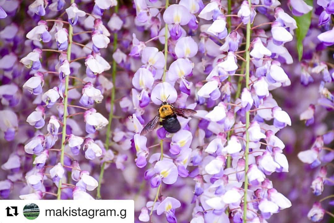 Gero City【下呂市公式アカウント】さんのインスタグラム写真 - (Gero City【下呂市公式アカウント】Instagram)「#Repost @makistagram.g with @get_repost ・・・ 飛騨川公園の藤とクマバチ🐝  #藤#藤棚#クマバチ#クマンバチ#飛騨川公園#公園#岐阜県#下呂#田舎#田舎暮らし #岐阜県インスタ部#gerostagram#下呂アンバサダー #Nikon#light_nikon#instagramjapan#Japan#love_bestJapan#ファインダー越しの私の世界#写真撮ってる人と繋がりたい#わたしの絶景#クラツー」5月12日 0時06分 - gerostagram