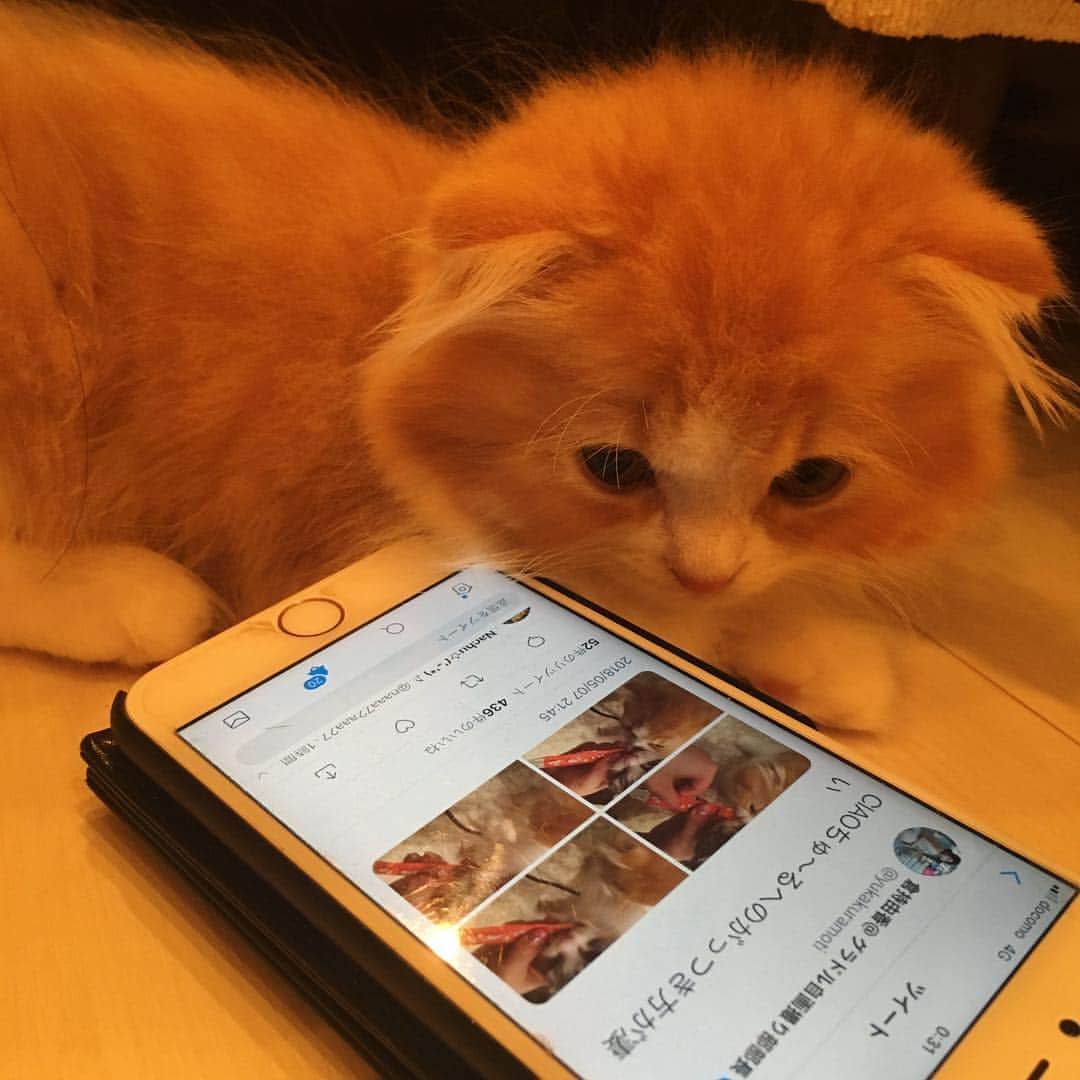 倉持由香さんのインスタグラム写真 - (倉持由香Instagram)「RT数を気にするクロム  #猫 #cat #スコティッシュフォールド」5月12日 0時00分 - yukakuramoti