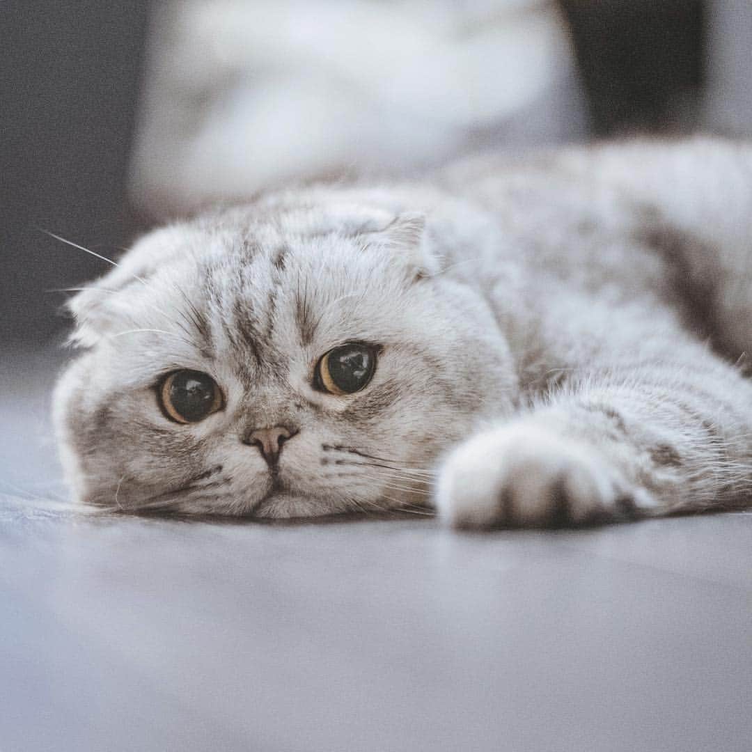 Roku Rokuのインスタグラム：「Guess who’s back! Yes we are all still alive and well, incase you guys are wondering. It’s been a very busy first quater of the year that’s all. Back to normal schedule! ❤️ ps. I miss you too! 😽」