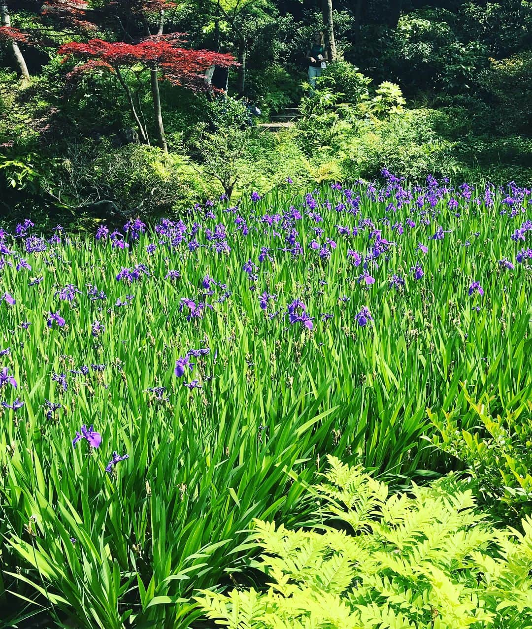 原田佳奈さんのインスタグラム写真 - (原田佳奈Instagram)「「光琳と乾山 -芸術家兄弟・響き合う美意識-」 光琳の描くおじいさんの表情が好き^_^ 根津美術館は、1月の雪化粧とは一変、アヤメが見頃を迎えています。 #光琳と乾山 #根津美術館 #アヤメ #5月の花」5月12日 14時06分 - kanaharada1211