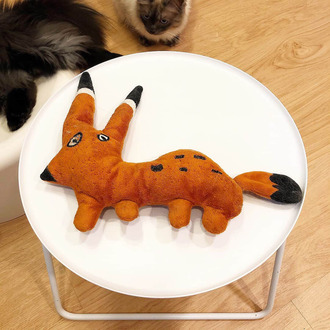 ギモさんのインスタグラム写真 - (ギモInstagram)「애착인형의 정체는, IKEA 여우인형입니다. 아이들 그림을 인형으로 만든 시리즈죠! 저렴하고 무게도 가벼워서 애들이 잘 가지고 놀아요~ 저는 강아지들만 인형을 좋아하는 줄 알았는데 점장님을 보니 아니더라구요ㅋㅋㅋ 그러고 보면 고양이들은 참 못하는 짓이 없다는ㅋㅋ #cat #토토상회 #점장님의애착인형  #IKEA」5月12日 16時04分 - 1room1cat