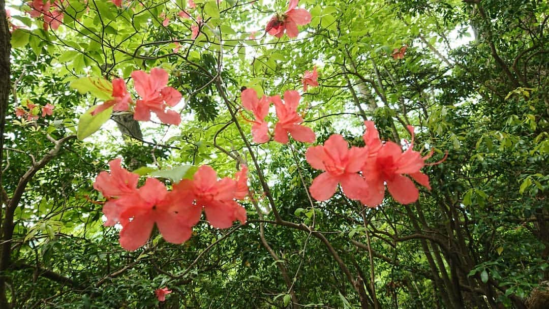 桜花さんのインスタグラム写真 - (桜花Instagram)「緑の中に可憐なピンク🌼  時々、光に透けて はっとするほど綺麗でした✨  #山つつじ  #躑躅  #山躑躅 #花  #flowers  #flower #tsutsuji  #bonooreyama  #mountain  #mountainflowers #山登り  #山  #やまつつじ #やま  #山登り大好き #棒ノ折山」5月12日 23時01分 - mountainohka