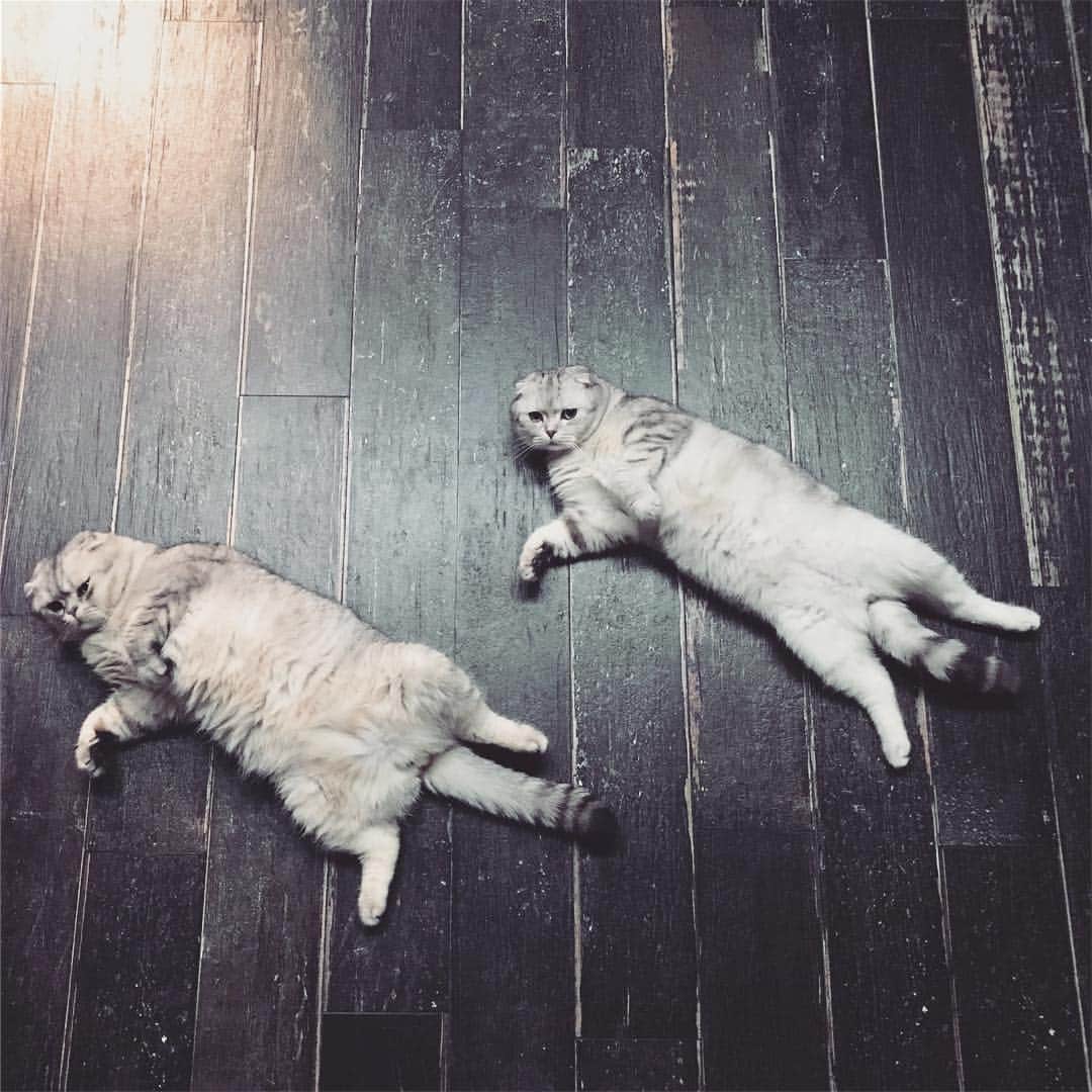 Roku Rokuのインスタグラム：「Come join us hooman?」