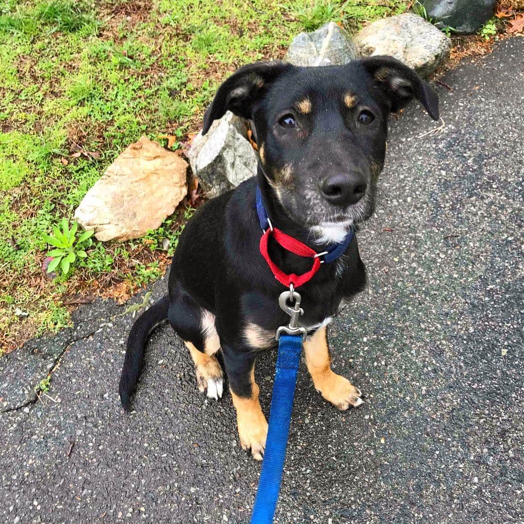 マイケル・ブラマンテのインスタグラム：「He likes to have his picture taken. #boo #puppy #haitistreetdogproject #puppies #dogsofinstagram」