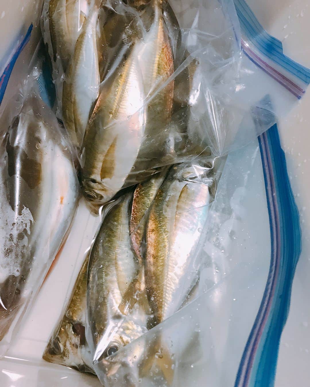 高橋麻美さんのインスタグラム写真 - (高橋麻美Instagram)「北海道ざんまい&釣りたてfishパーティー✨  #行者ニンニク #ジンギスカン #genghiskhan #和寒 #長沼 #がごめ昆布 #hokkaido #food #fish #アジ #さば #なめろう #delicious #party」5月13日 20時42分 - charmy421