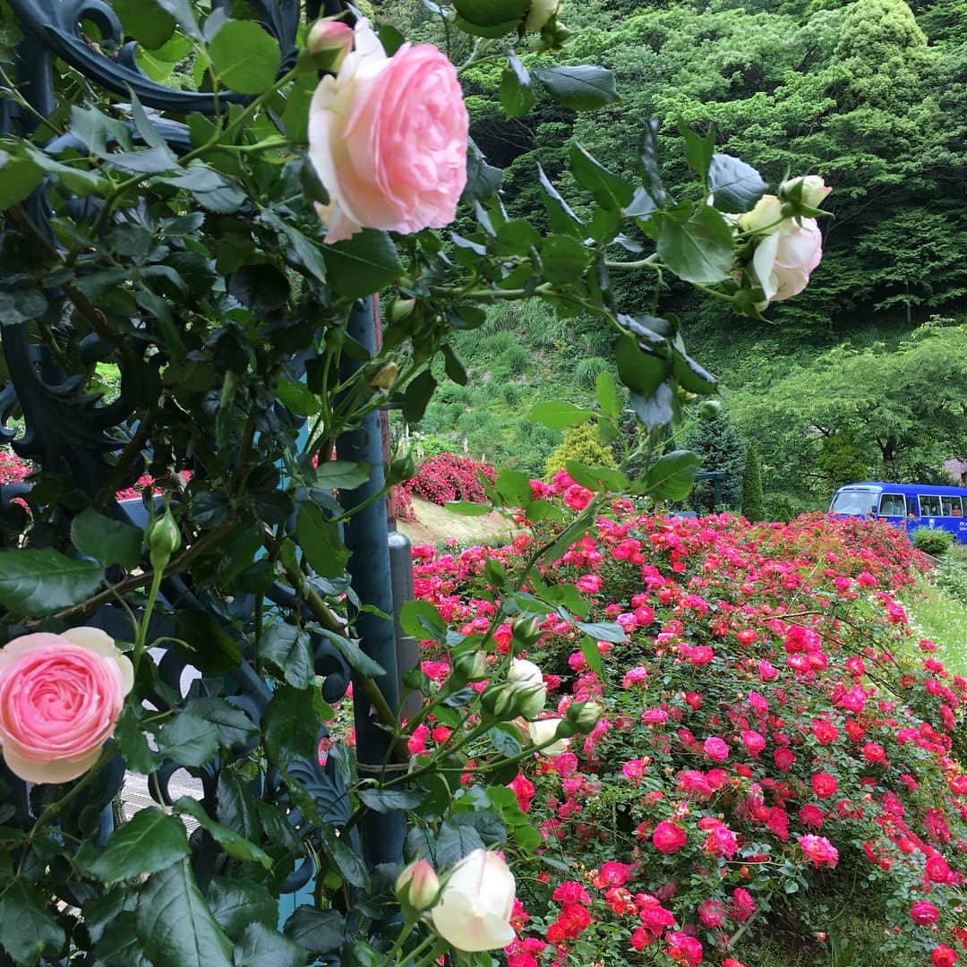 桜井奈々さんのインスタグラム写真 - (桜井奈々Instagram)「朝からローズガーデン散歩で これまた最高に幸せです✨  祖母宅に寄りお墓まいりして帰りまーす！  #ローズガーデン#アカオハーブ&ローズガーデン#熱海」5月13日 12時58分 - sakurai_nana7