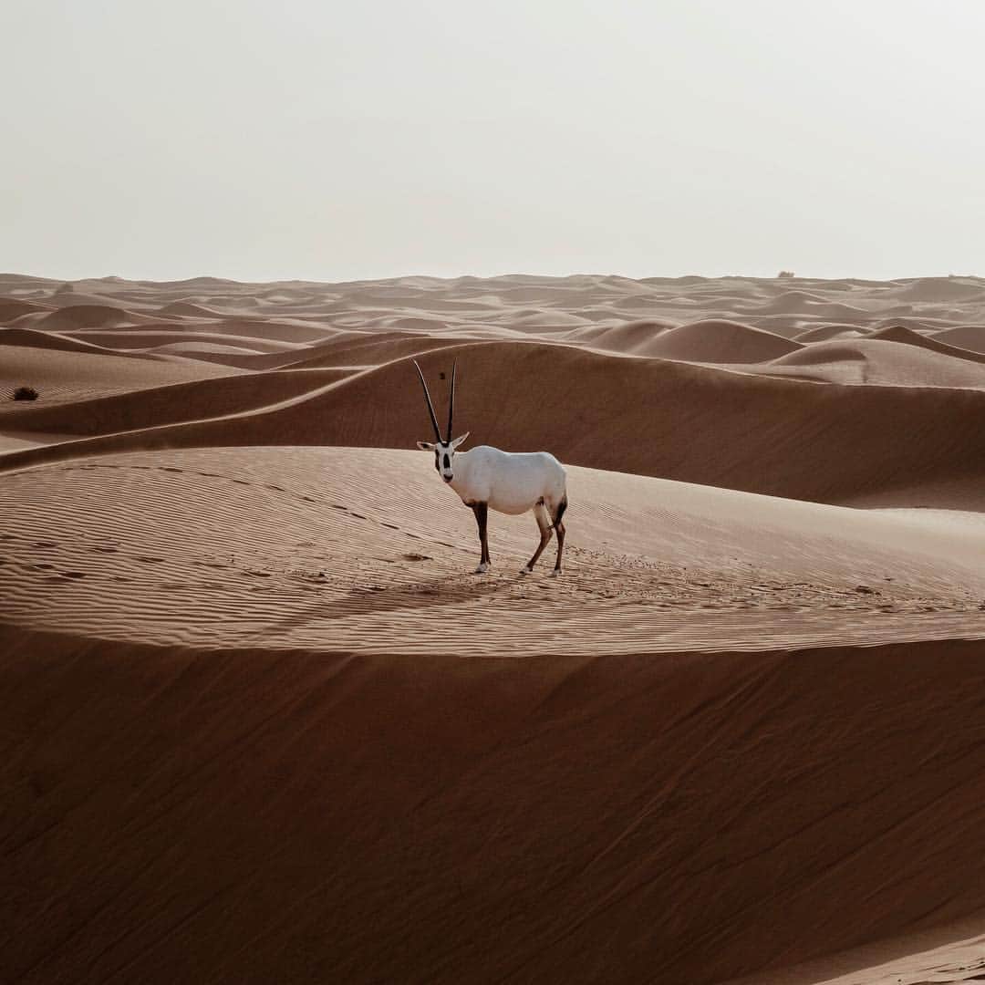 adamのインスタグラム：「more encounters with the arabian oryx in the dubai desert w/ @visit.dubai and @platinumheritage  #visitdubai」