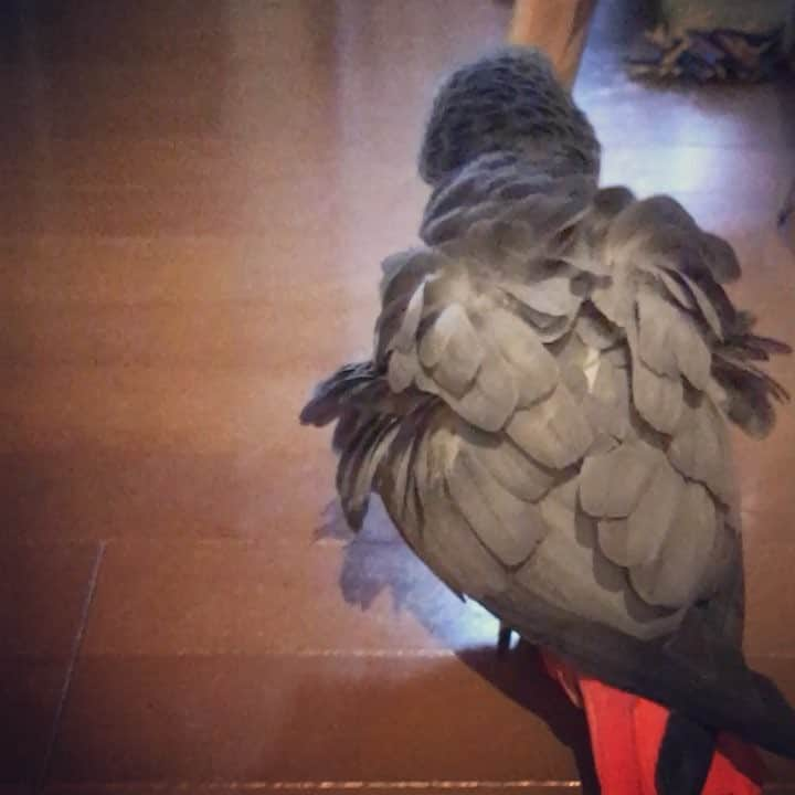 内田美奈子のインスタグラム：「バルサ材に唸るクロエさん  #africangrayparrot #parrot #ヨウム ‪#じゃんくろ ‬」