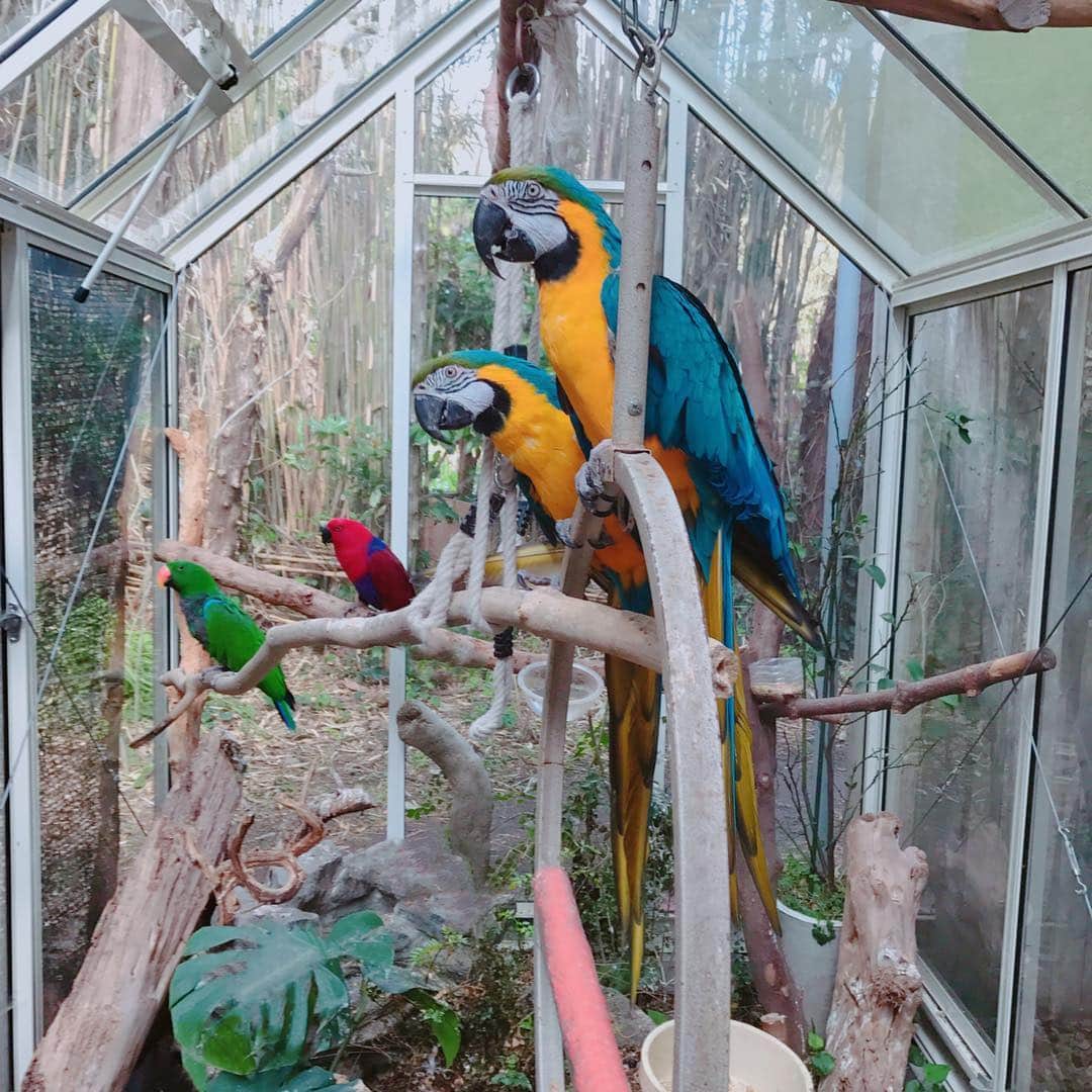 森泉さんのインスタグラム写真 - (森泉Instagram)「Sunshine for my birdies ☀️ #macaw #eclectus #コンゴウインコ #オオハナインコ」5月14日 9時45分 - izumi.mori