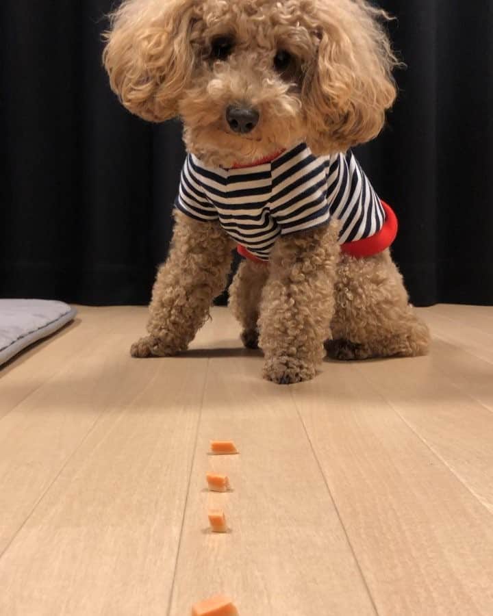 姫野宥弥のインスタグラム：「今日のモコ #１つ残してる #明日ついに去勢手術」