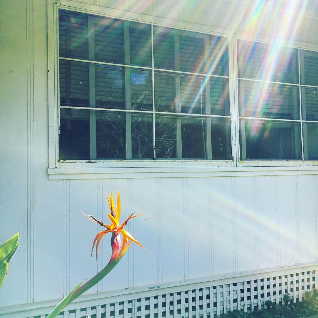 工藤まやさんのインスタグラム写真 - (工藤まやInstagram)「朝の光とマノアミストと極楽鳥花🧡 #ハワイ#morning#birdofparadise #hilife#なんかパクってないか」5月15日 10時55分 - mayahawaii325