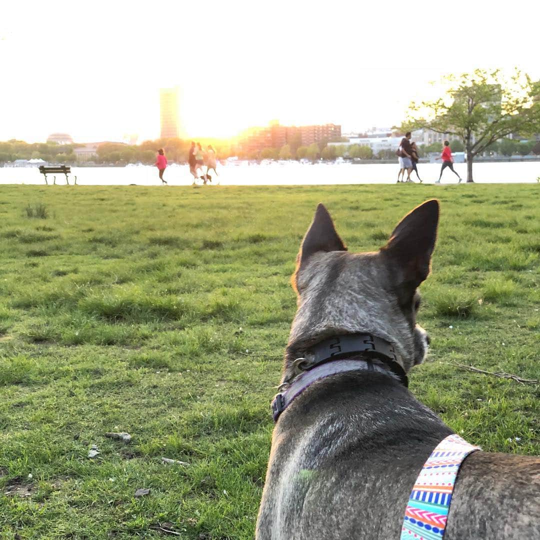 マイケル・ブラマンテのインスタグラム：「How we like to spend our Monday evenings #haitistreetdogproject #pika #pikachu #dogsofinstagram」