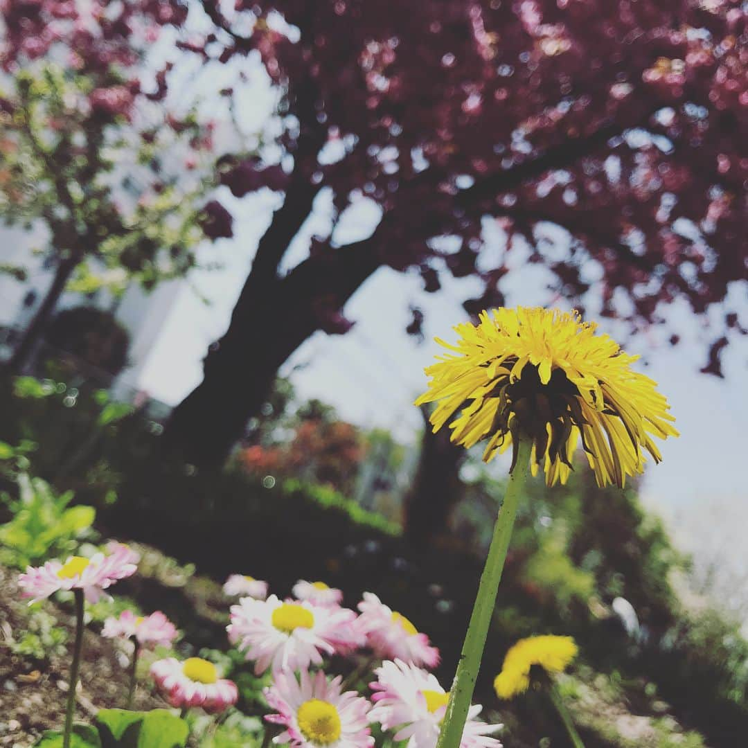 神田昭一さんのインスタグラム写真 - (神田昭一Instagram)「札幌はヤエザクラが見頃！ HTBの敷地内もお花がたくさん！ 初夏の陽気の中、 半袖で写真を撮りまくる村上予報士  #HTB #平岸高台公園 #ヤエザクラ満開 #タンポポ #ツツジ #ライラック #気象予報士 #村上公平 #神田昭一」5月15日 13時13分 - shouichi_kanda