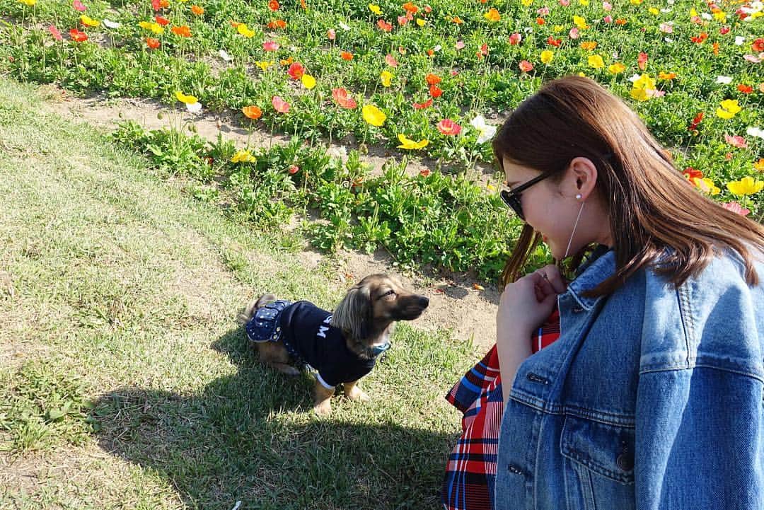 藤川沙弥のインスタグラム：「いつも一生懸命、耳傾けて﻿ お話聞いてくれます🐶💬💘﻿ ﻿ リンの可愛い写真が沢山撮れて﻿ カメラロールがいっぱい😂﻿ ﻿ まだ載せさせてね😙♡♡w﻿ ﻿ ﻿ ﻿ #flower#cute#gw﻿#dog﻿ #お花#癒し#お花畑#可愛い#ポピー﻿ #셀카#셀피#셀스타그램﻿ #mysweetbaby#love#dog#family﻿ #cute#kaninchen#kaninchendachshunds﻿ #멍스타그램#개스타그램﻿ #カニンヘン#カニンヘンダックス﻿ #ダックス#短足部#犬バカ部」