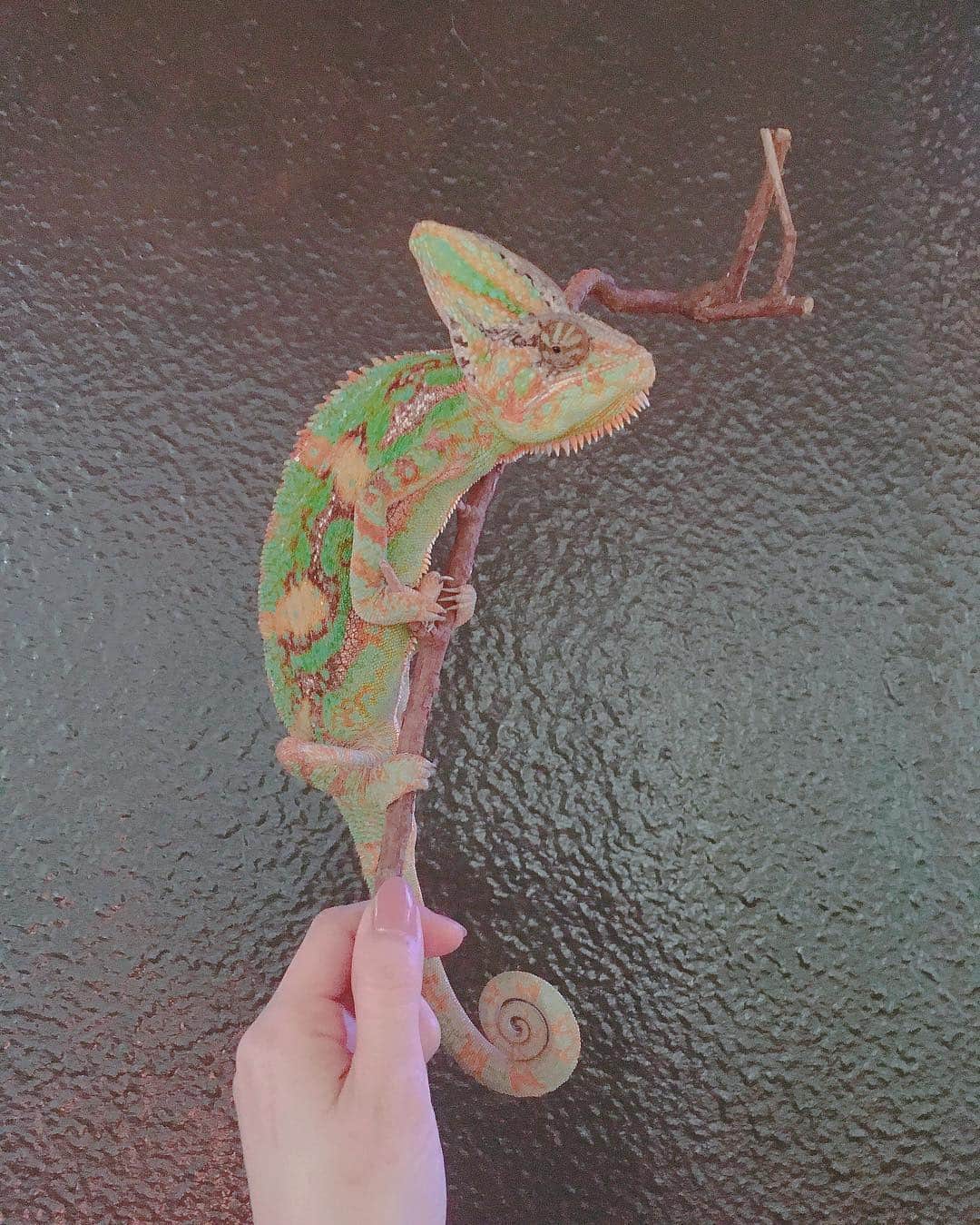 高松雪乃さんのインスタグラム写真 - (高松雪乃Instagram)「ソフトクリームを持ったこういう写真をよくインスタで見ますが、私はエボシカメレオンで🦎🍦 #エボシカメレオン #カメレオン #爬虫類 #はちゅドル #Veiledchameleon #chameleon」5月15日 16時02分 - yukinotakamatsu