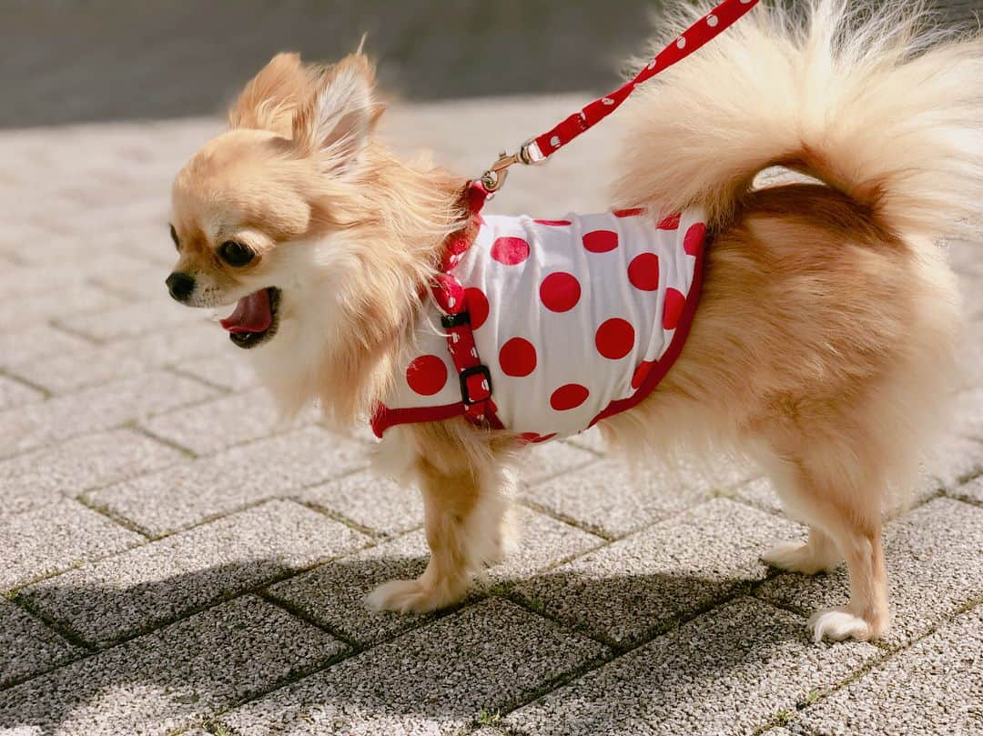 天木じゅんさんのインスタグラム写真 - (天木じゅんInstagram)「. . My love dog♥️♥️♥️ コロネちゃん . . #最愛 #愛犬 #コロネちゃん #じゅんコロ  #ロングコートチワワ #チワワ」5月15日 21時43分 - jun.amaki