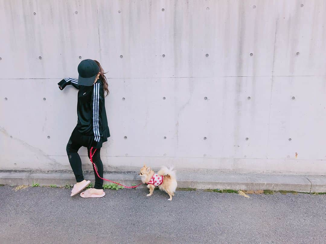 天木じゅんさんのインスタグラム写真 - (天木じゅんInstagram)「. . My love dog♥️♥️♥️ コロネちゃん . . #最愛 #愛犬 #コロネちゃん #じゅんコロ  #ロングコートチワワ #チワワ」5月15日 21時43分 - jun.amaki