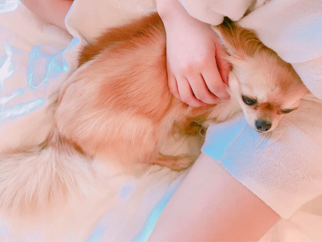 天木じゅんさんのインスタグラム写真 - (天木じゅんInstagram)「. . My love dog♥️♥️♥️ コロネちゃん . . #最愛 #愛犬 #コロネちゃん #じゅんコロ  #ロングコートチワワ #チワワ」5月15日 21時43分 - jun.amaki