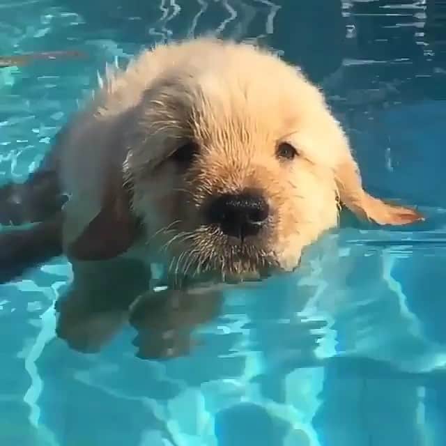 Paw Heartのインスタグラム：「🐾❤️🐾」
