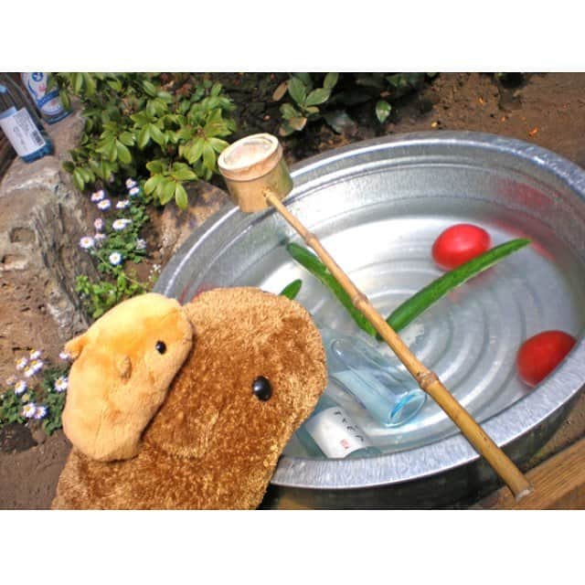 カピバラさんのインスタグラム：「おいしそうですね . #カピバラさん #KAPIBARASAN #水豚君  #カピバラさんと一緒 #野菜 #サイダー」