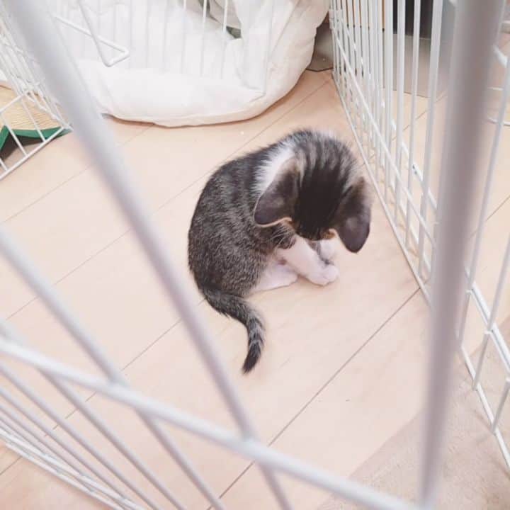 のインスタグラム：「自分のしっぽを見つけた瞬間。笑  #猫ちゃんゆる動画 #こてつ #あくび #子猫 #かわいい #かわいすぎる」