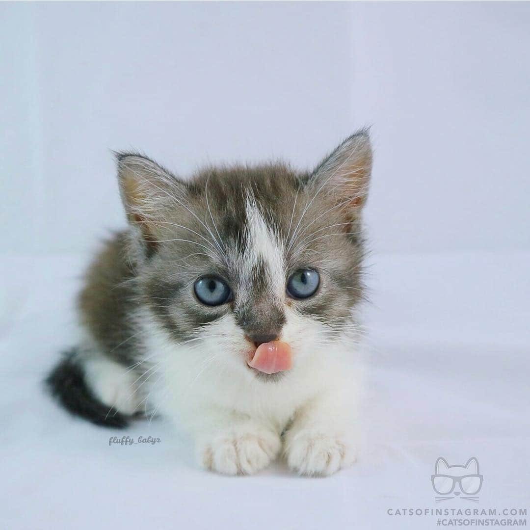 Cats of Instagramさんのインスタグラム写真 - (Cats of InstagramInstagram)「From @fluffy_babyz: “bleh! 😛” #catsofinstagram」6月10日 10時09分 - cats_of_instagram