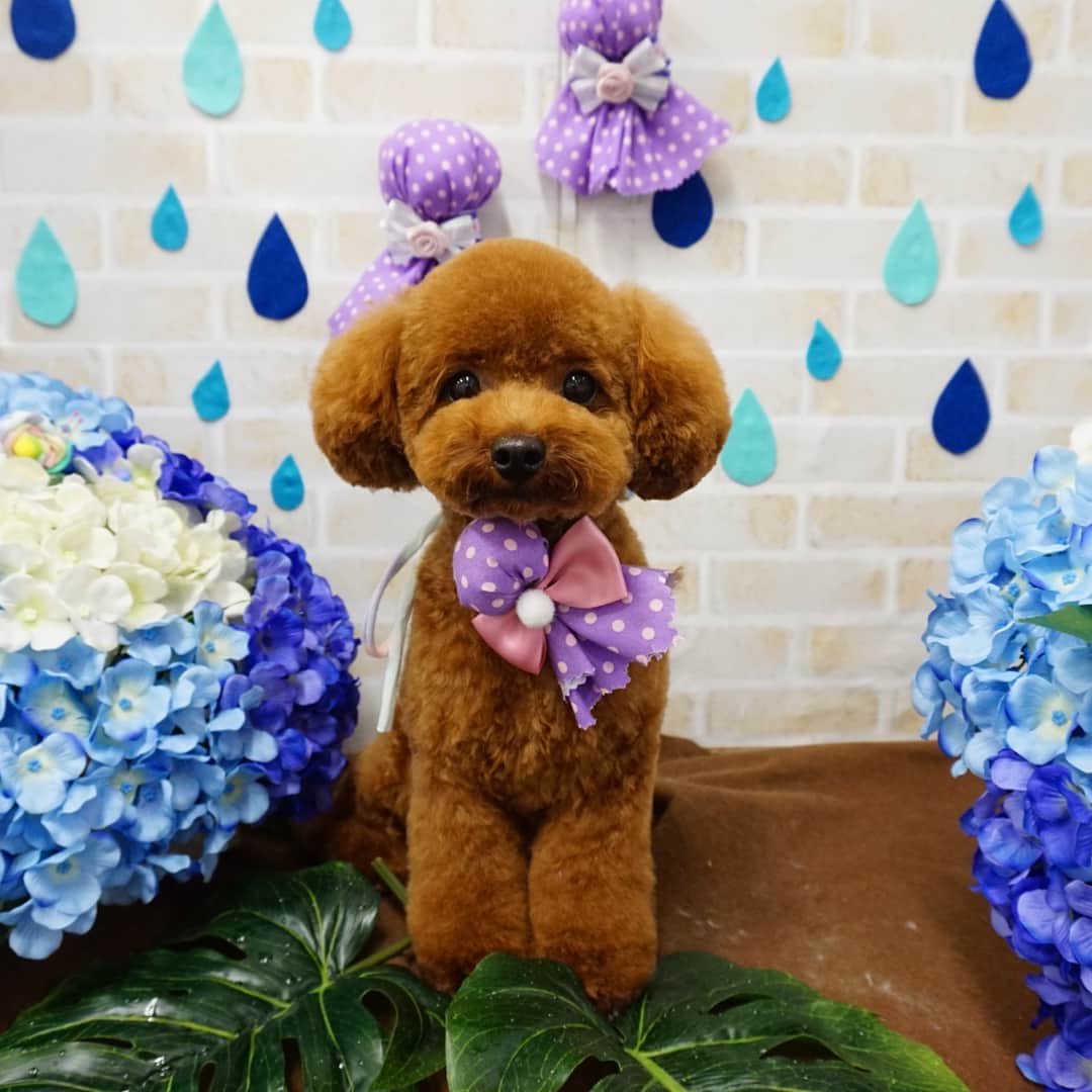 中崎雄太さんのインスタグラム写真 - (中崎雄太Instagram)「今日はマロンさんのトリミングDAY🎉 相変わらず可愛い😍 #愛犬家#マロン」6月10日 17時48分 - y.nakazaki46