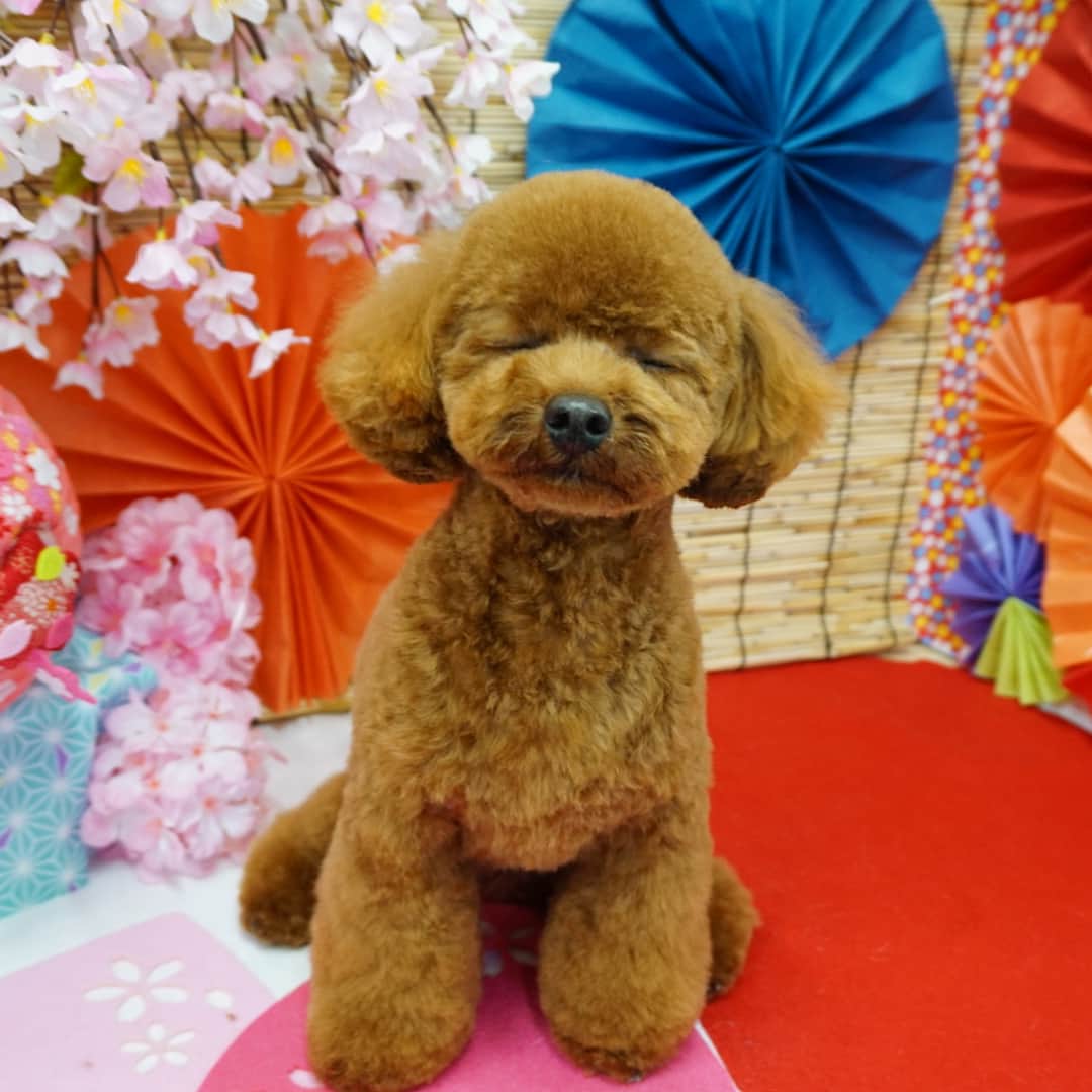 中崎雄太さんのインスタグラム写真 - (中崎雄太Instagram)「今日はマロンさんのトリミングDAY🎉 相変わらず可愛い😍 #愛犬家#マロン」6月10日 17時48分 - y.nakazaki46