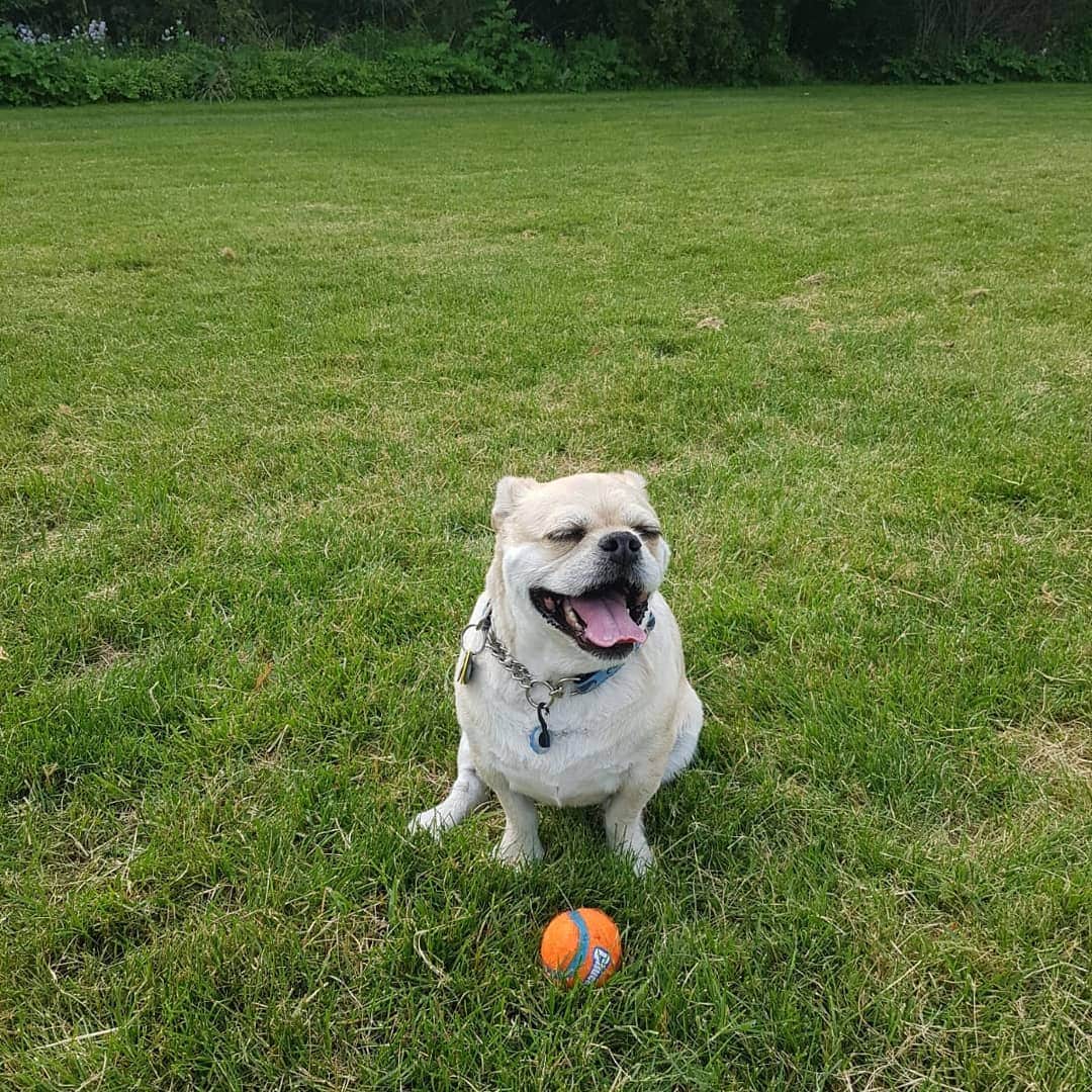LuigiThePugTzuのインスタグラム：「Working on my summer bod. #summer #dadbod #summerbody #dog #puppy #cute #dogsofinstagram #dogs #pug #adoptdontshop #rescue #keelyafternoontea #beoncanadianpugs #flatnosedogsociety #nofilter #pugtzu#pugtzucrew #dogs #puglife #pugstagram #dailypug #pugcross #pugsofinstagram #pugs #luigi」