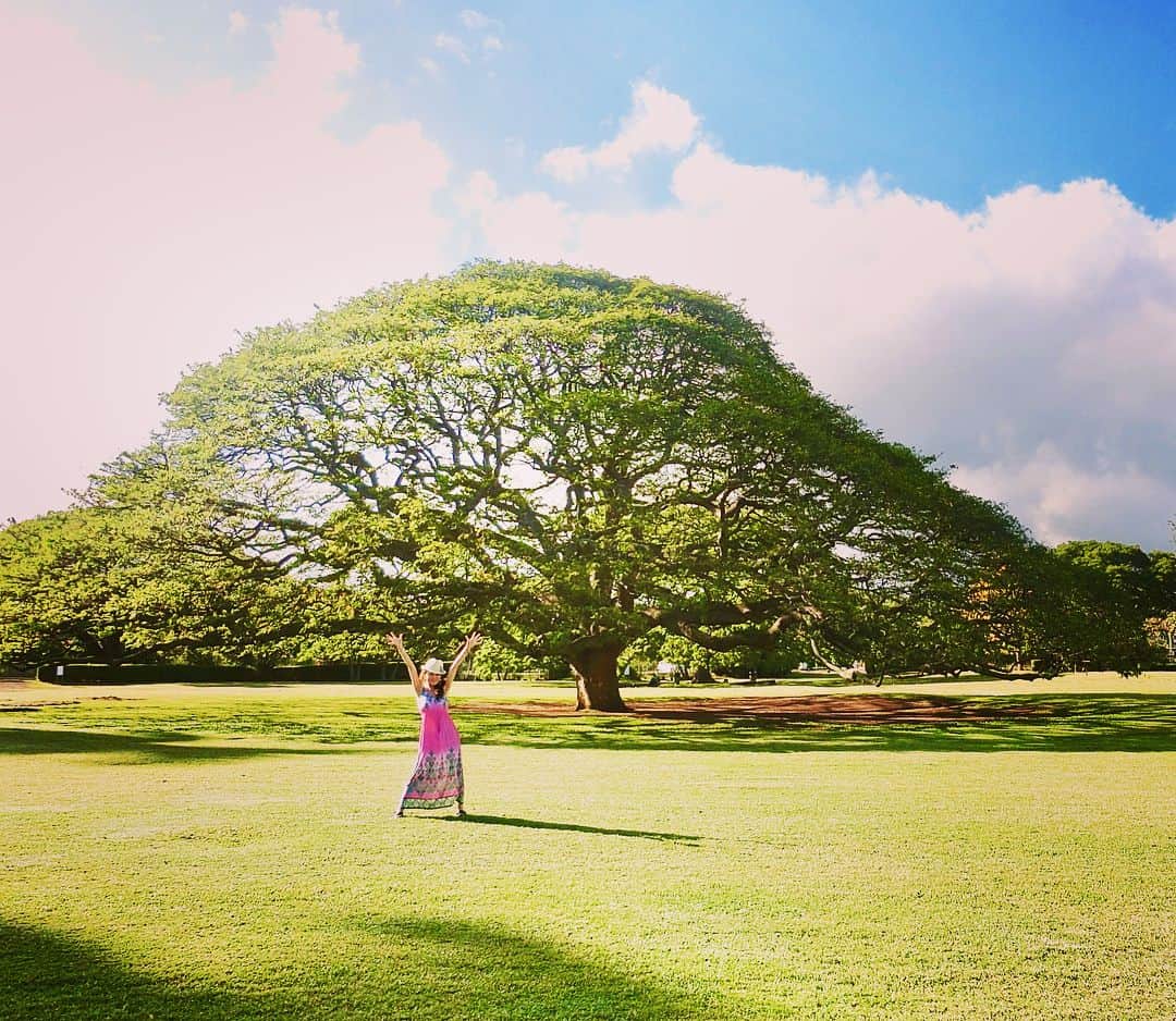 大山恵理乃さんのインスタグラム写真 - (大山恵理乃Instagram)「＊ #ハワイ #オアフ島 #モアナルアガーデン  #この木なんの木  #日立の樹 ・ ・ 閉園間際に行けば貸切状態 ・ ・ #モンキーポッド  #ねむの木  #hawaii  #하와이  #moanaluagardens」6月11日 15時53分 - erino_ohyama