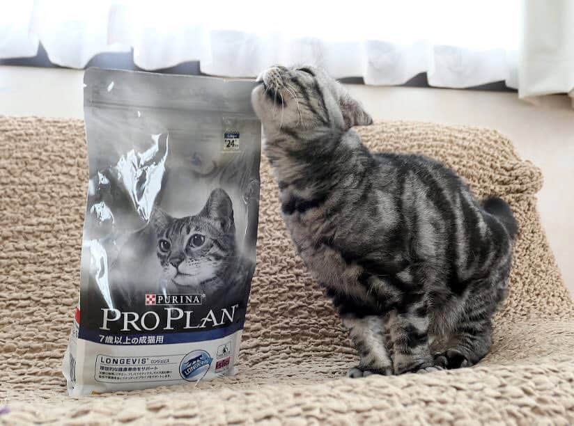 Purina Pro Plan Japanのインスタグラム：「※ スコティッシュフォールドのししまるちゃん @emonemon から、とっても素敵なお写真をいただきました。パッケージを覚えて、袋を見せただけで敬愛のスリスリしてくれているのだそうです♪ ※ 一緒に写っているのは、「ピュリナ プロプラン 7歳以上の成猫用＜ロンジェビス＞」。理想的な健康寿命をサポートします。 💁🏻‍♀️「ピュリナ プロプラン 7歳以上の成猫用」は、ビタミンA、C、E、オメガ3脂肪酸、オメガ6脂肪酸を含むすべての必須栄養素に加えて、天然由来のプレバイオティクスを配合した高品質フードです。 詳しくは、プロフィール画面から「プロプラン」WEBサイトへ📲 🐈 #ピュリナプロプラン #ネスレ #ピュリナ #プロプラン #PURINA #PROPLAN #proplandog #プレミアムフード #キャットフード #スコティッシュフォールド  #scottishfold」