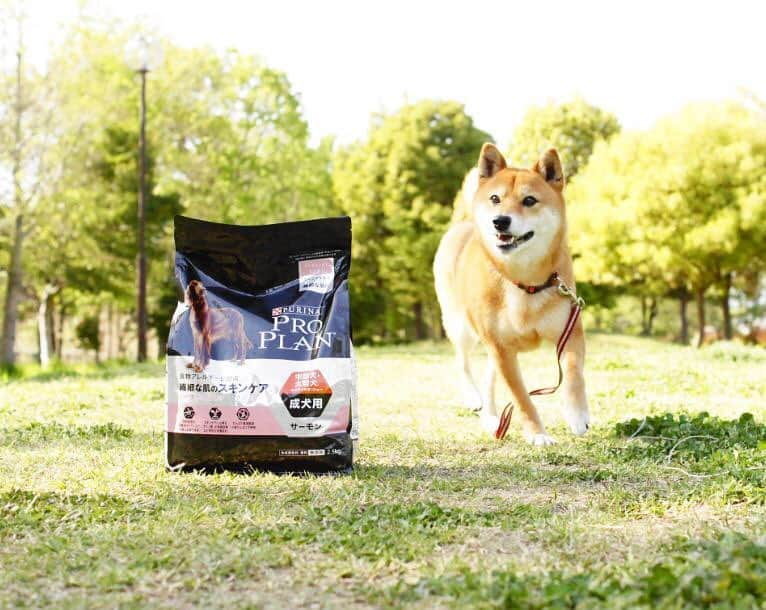 Purina Pro Plan Japanさんのインスタグラム写真 - (Purina Pro Plan JapanInstagram)「※ 今にも駆け出しそうな、ゆりちゃん @sibainuholic です。目の輝き、しっかりとした筋肉バランスもこちらの写真から見て取れますね♪ ※ 一緒に写っているのは、「プロプラン 食物アレルギーに配慮 繊細な肌のスキンケア（中型・大型犬 成犬用）」です。 💁🏻‍♀️皮膚は体の外側を守る層であり、体内の健康状態の指標でもあります。肌が繊細で敏感なのは、食事が関係しているかもしれません。 特別な栄養でサポートしてあげることが重要です。詳しくは、プロフィール画面から「プロプラン」WEBサイトへ📲 🐶 #ピュリナプロプラン #ネスレ #ピュリナ #プロプラン #PURINA #PROPLAN #proplandog #プレミアムフード #ドッグフード #柴犬 #shibainu」6月11日 10時51分 - proplan_dog_jp