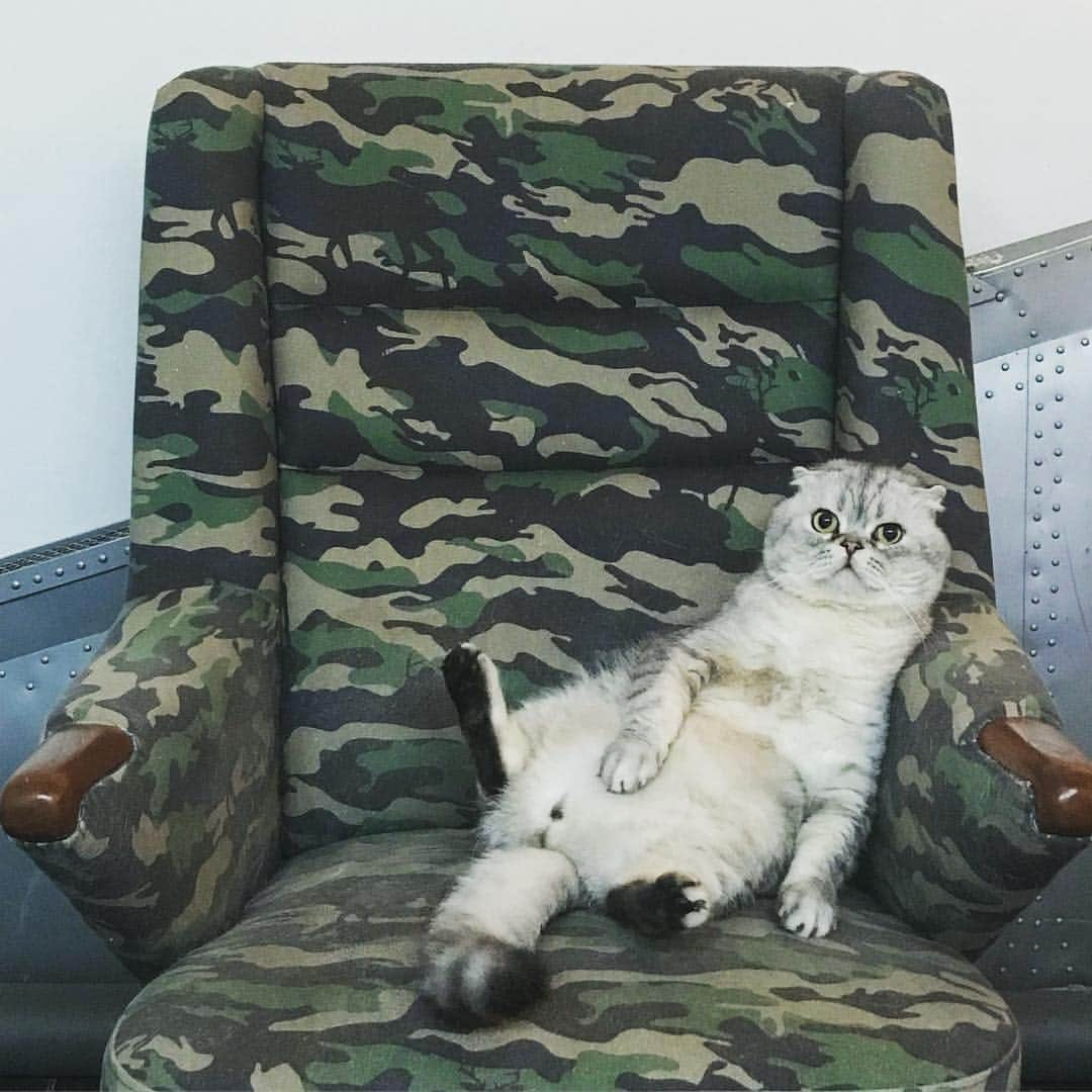 Roku Rokuさんのインスタグラム写真 - (Roku RokuInstagram)「What Monday is not weekend? Get outta hereeeee!」6月11日 23時59分 - rokuthecat