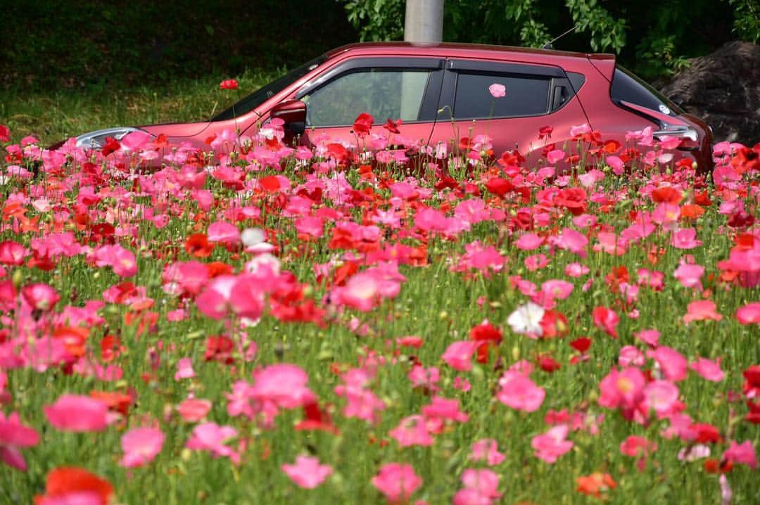 日産自動車さんのインスタグラム写真 - (日産自動車Instagram)「Photo by @hina_ootan . #flower #花 #花のある風景 #ポピー #お花畑 #車好きな人と繋がりたい #carstagram #ファインダー越しの私の世界 #ジューク男子 #ジューク女子 #suv女子 #ジューク #🚙 #日産ジューク #juke #日産 #ニッサン #Nissan #nissanjapan .  #5523 をつけた素敵な写真をリポストでご紹介させていただいています。日産にまつわる素敵なお写真お待ちしています！」6月11日 17時18分 - nissanjapan