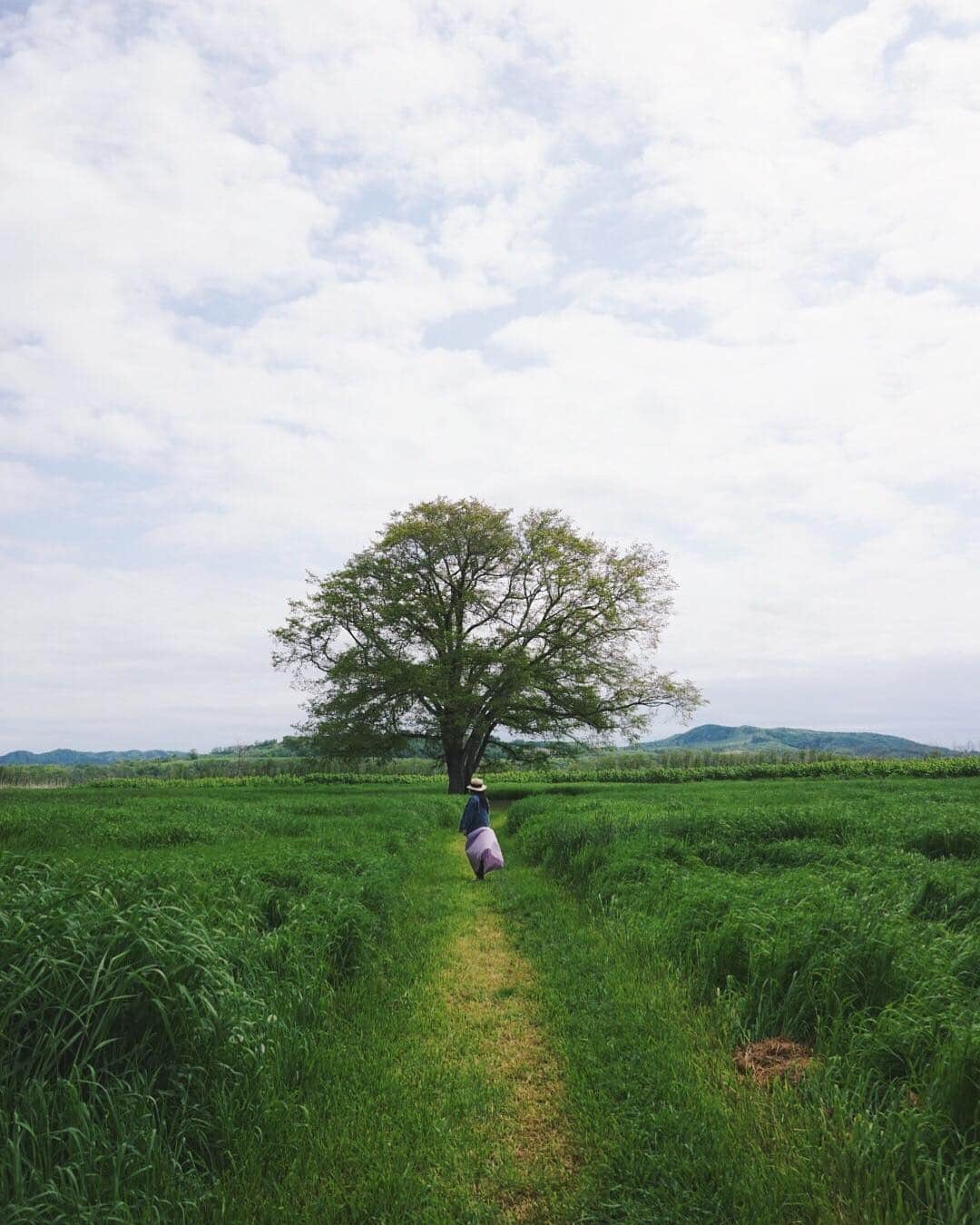 Hikaruさんのインスタグラム写真 - (HikaruInstagram)「はるにれの木 . . . 木の好きな私にとってはるにれの木は1番になりました。 . . #sony#sonyalpha #東京カメラ部 #hokkaido #tokyocameraclub #はるにれの木 #ハルニレの木#indy_photolife #コミュニティファースト」6月11日 21時12分 - hikaru__satoh