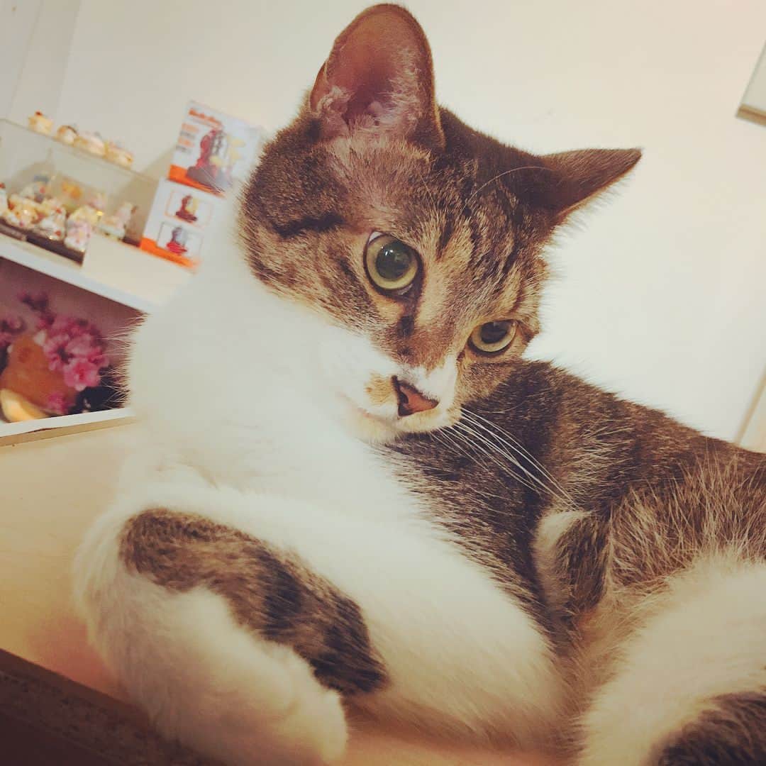 Elyさんのインスタグラム写真 - (ElyInstagram)「Regal ♥︎ #Regal #lovely #cat #catstagram #blessed #ねこ #ねこバカ」6月12日 1時32分 - eeelyeee