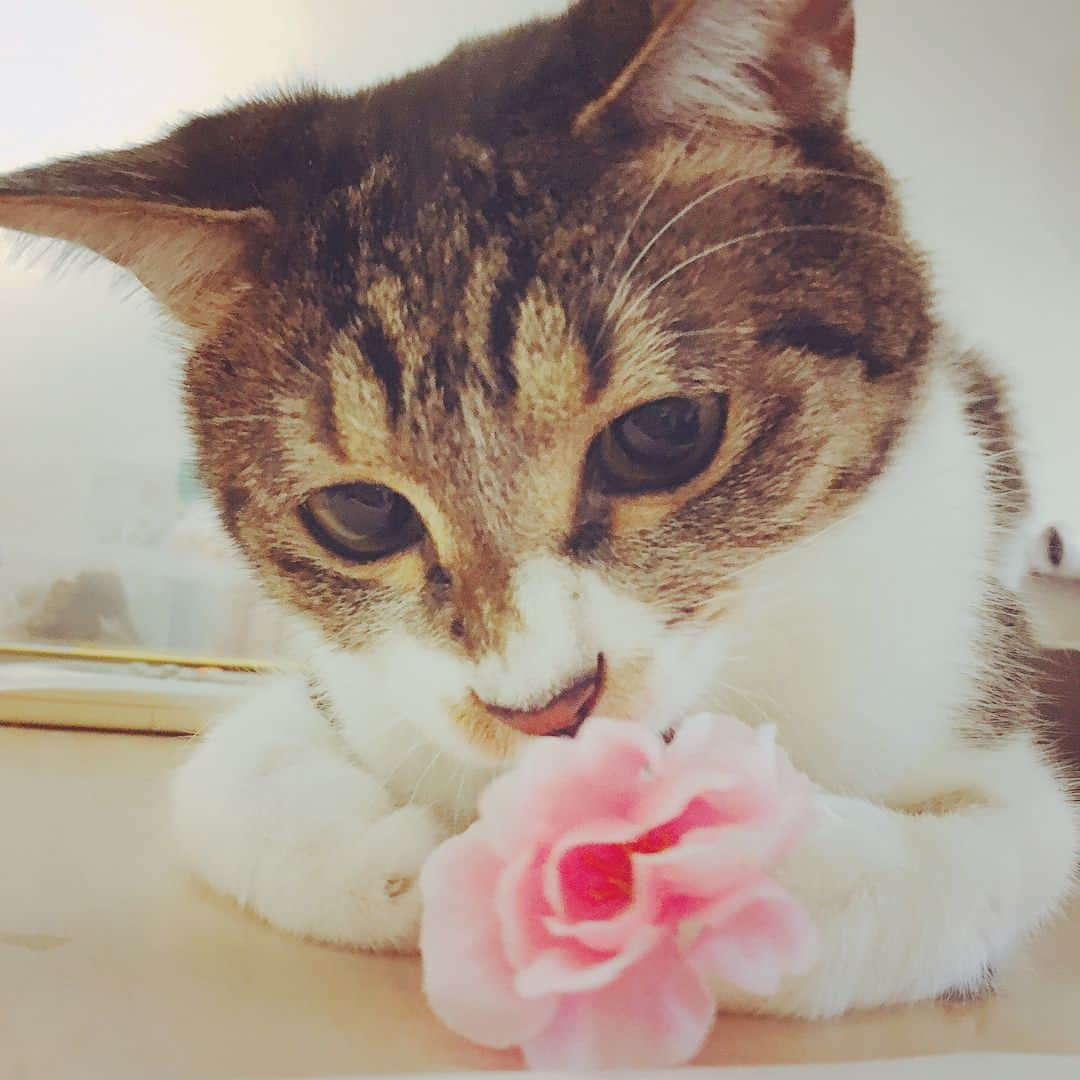 Elyさんのインスタグラム写真 - (ElyInstagram)「Regal ♥︎ #Regal #lovely #cat #catstagram #blessed #ねこ #ねこバカ」6月12日 1時32分 - eeelyeee