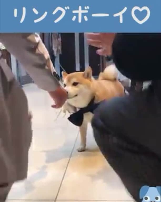 いぬ部のインスタグラム：「【#クレイジー いぬ部】 ・ ・ 世界一かわいいリングボーイ🐶❤️ Cutest ring boy ! ・ ・ 動画提供 豆助座衛門（まめすけざえもん）ちゃん（@mamesukezaemon） - Thank you! ・ ・ #しばいぬ #柴犬 #Shiba #ringboy  #クレイジー いぬ部 ・ ・ #いぬ #犬 #イヌ #いぬ部 #クレイジーいぬ部 #わんこ #かわいい #カワイイ #instadog #ilovemydog#ilovedog #dogstagram #dogsofinstagram#kawaii #dogs #dogoftheday #doglover #cute #instagood」