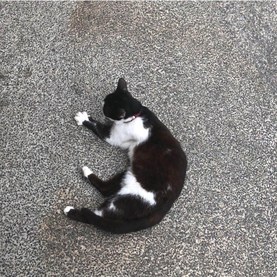 田中芽衣（めいめろ）さんのインスタグラム写真 - (田中芽衣（めいめろ）Instagram)「猫様」6月12日 20時24分 - mei_tnk