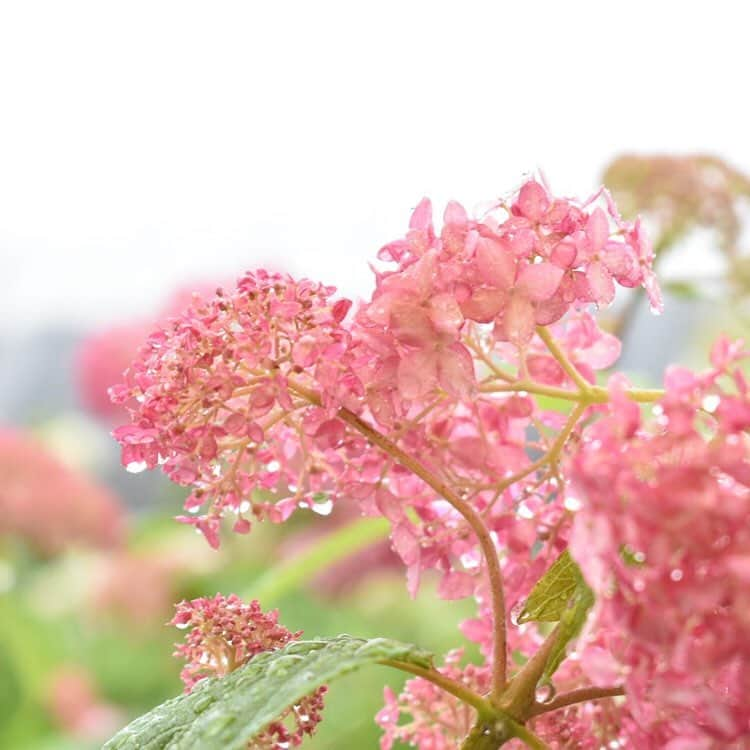 西条市さんのインスタグラム写真 - (西条市Instagram)「Repost from @ka.kanon @TopRankRepost #TopRankRepost ＊flowerphoto＊ 職場の方より教えていただいた丹原にある『竹形さん家の紫陽花園』 たくさんの種類の紫陽花でいっぱいのお庭でした(*´꒳`*) 雨の中の紫陽花はとても素敵です❤︎ ＊ ＊ ＊ #一眼レフカメラ#カメラ初心者#カメラ好きな人と繋がりたい#ファインダー越しの私の世界#camera#nikon📷#nikond5600#nikon_photography#nikonlove #花のある暮らし#花撮るの好き#日本の四季は美しい#日本の風景#四国大好き❤︎#瀬戸内海#愛媛県#西条市 #紫陽花#丹原#lovesaijo ・ ・ ・ あじさいは雨 個人のお宅なのに、1500株ものあじさいを鑑賞できる竹形アジサイ園。 どうやら今年で最後のようです。 ぜひ、見納めを！」6月13日 13時11分 - lovesaijo