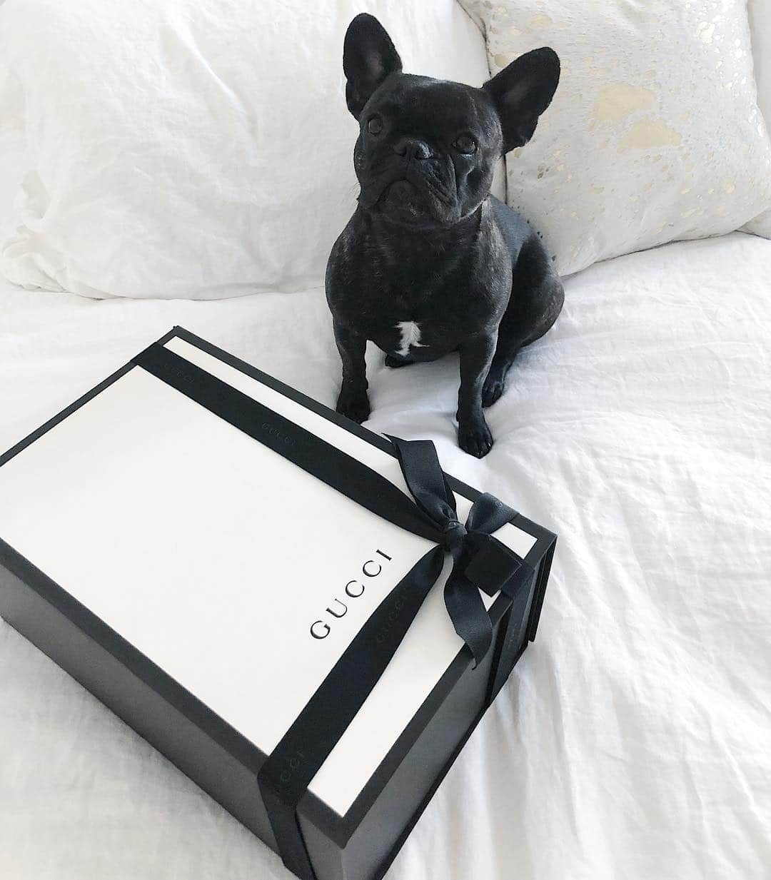 Lauren Elizabethさんのインスタグラム写真 - (Lauren ElizabethInstagram)「We haven’t appreciated Stella in too long. ❤️ SHOW HER SOME LOVE ❤️ also — new video linked in my story for all my ladies & new summer fashion trend posts including this Gucci gift on lovelaurenelizabeth.com 🙌🏻」6月13日 5時32分 - laurenelizabeth