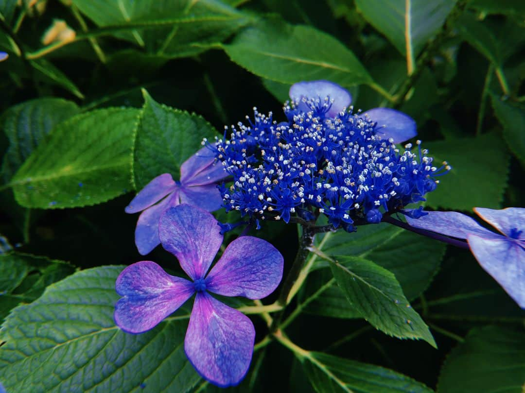 まきさんのインスタグラム写真 - (まきInstagram)「鎌倉・江ノ島の旅③ 毎年、紫陽花を見に来るっていうおじちゃんにハート型の紫陽花を教えてもらったり写真もたくさん撮ってもらったりしました💕 #長谷寺 #紫陽花 #ハート見つけた #梅雨も素敵ですな #まき旅 #鎌倉 #江ノ島 #あゆくま #あゆみくりかまき」6月13日 22時33分 - maki_ayumikurikamaki